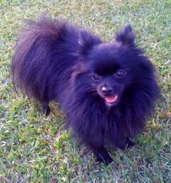 Pomeranian 6