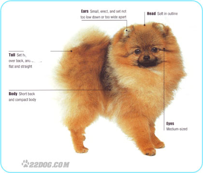 pomeranian 1