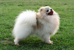 pomeranian 3