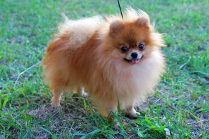 pomeranian 5