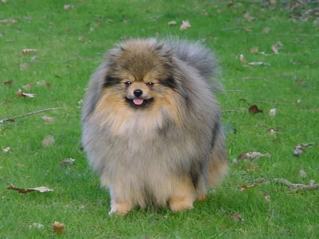 pomeranian 8