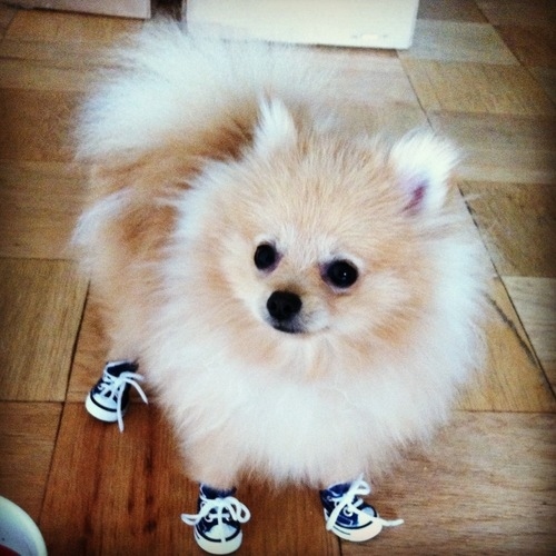 pomeranian 10