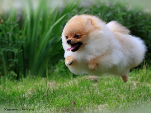 pomeranian 2