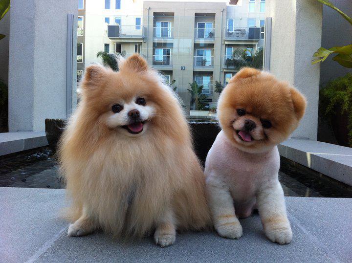 pomeranian boo 4