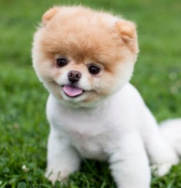 pomeranian boo 7