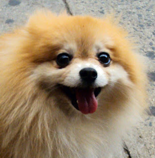 pomeranian 9