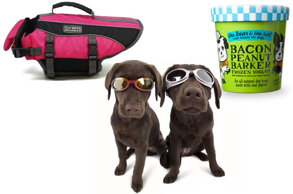 Beach or pool party for dogs