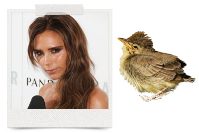 Victoria Beckham loves a good bird poop facial