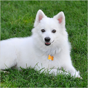 American Eskimo Dog