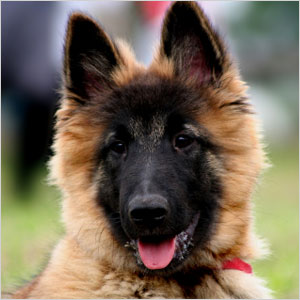 Belgian Sheepdog