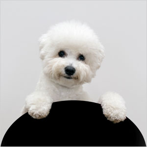 Bichon Frise