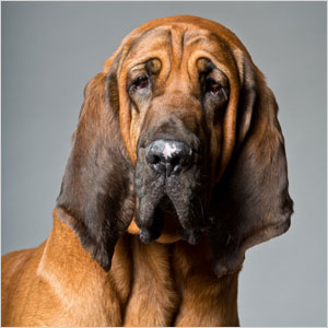 Bloodhounds