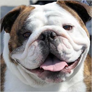 Bulldog