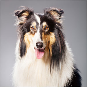 Collie