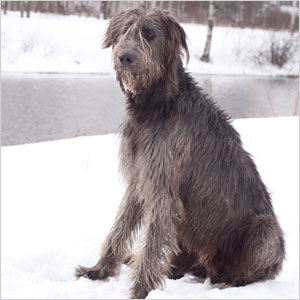 Irish Wolfhound