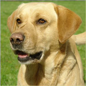 Labrador Retriever