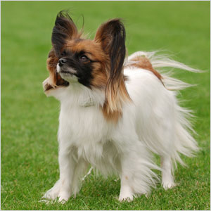 Papillon