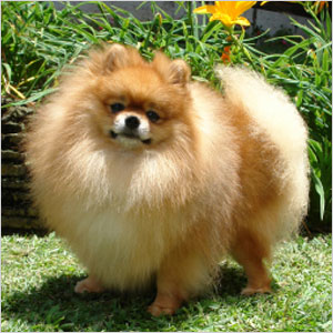 Pomeranian