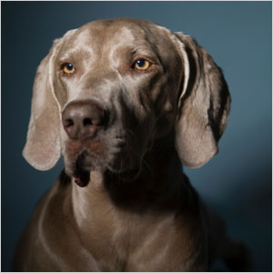 Weimaraner