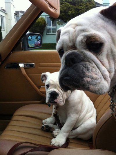 furry traveling friends