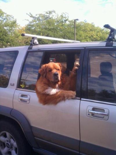 furry traveling friends