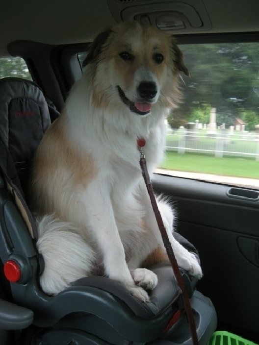 furry traveling friends