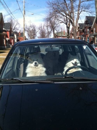 furry traveling friends
