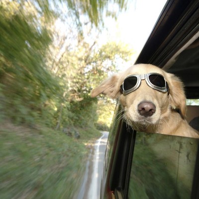 furry traveling friends