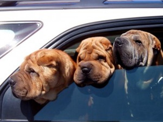 furry traveling friends