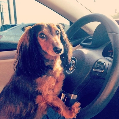 furry traveling friends