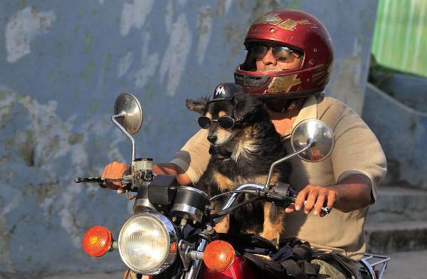 furry traveling friends