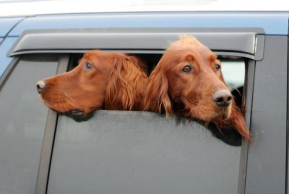 furry traveling friends