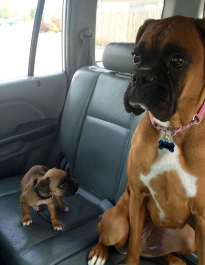 furry traveling friends