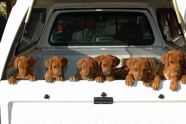 furry traveling friends