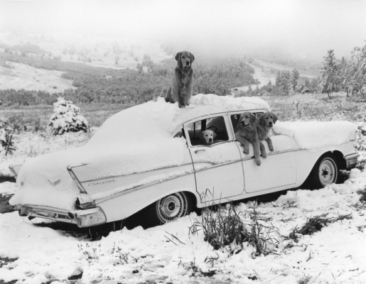 furry traveling friends