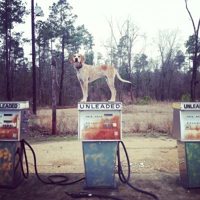 furry traveling friends