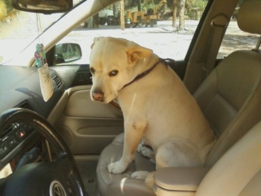 furry traveling friends