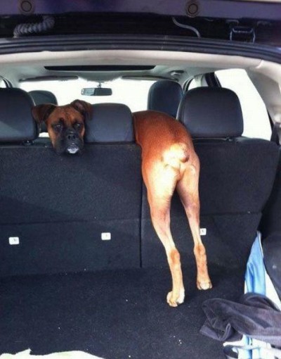 furry traveling friends