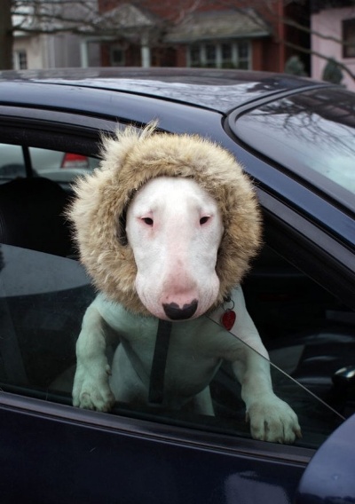 furry traveling friends
