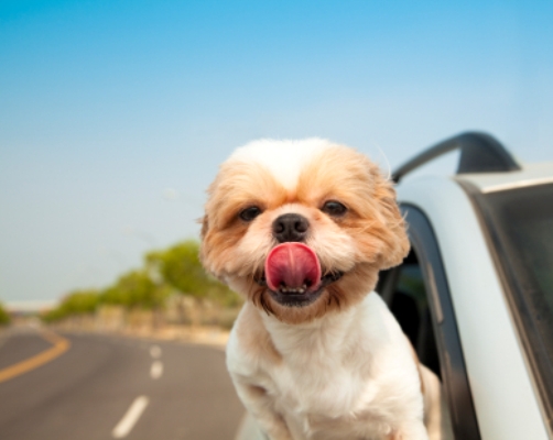 furry traveling friends