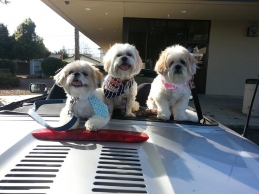 furry traveling friends