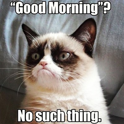 Grumpy Cat memes