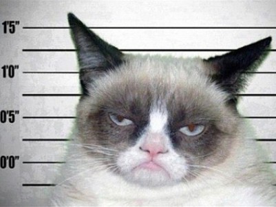 Grumpy Cat memes