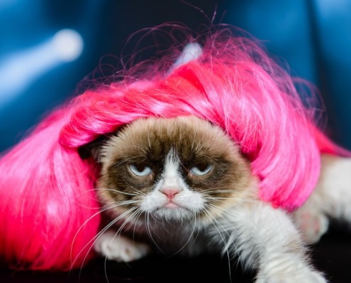 Grumpy Cat memes