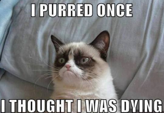 Grumpy Cat memes
