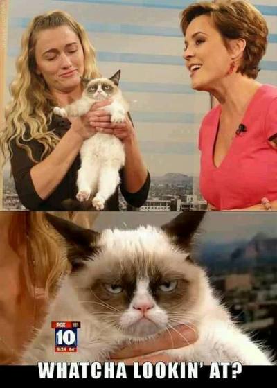 Grumpy Cat memes
