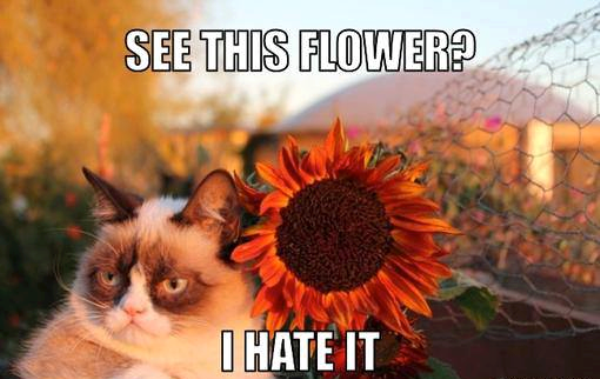 Grumpy Cat memes