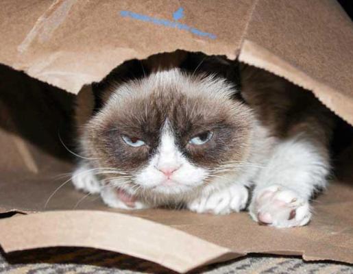 Grumpy Cat memes