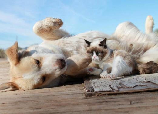 Grumpy Cat memes