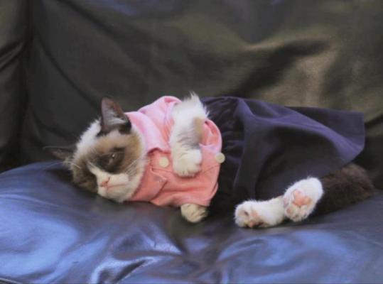 Grumpy Cat memes